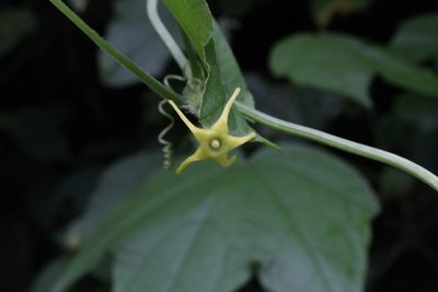 Cyclanthera carthagenensis, photographed by Jake Rehage