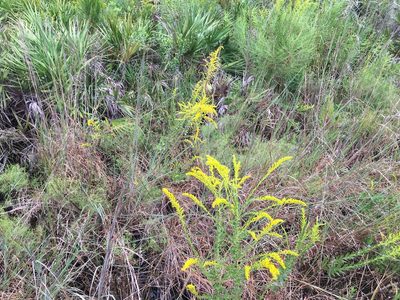 Solidago fistulosa, photographed by Darren Oh