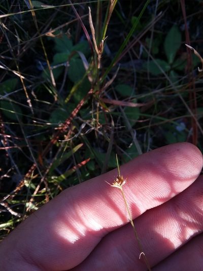 Rhynchospora chapmanii, photographed by Will McFarland