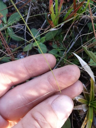 Rhynchospora chapmanii, photographed by Will McFarland