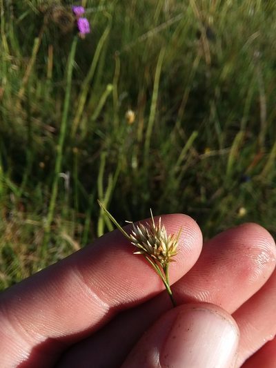 Rhynchospora macra, photographed by Will McFarland