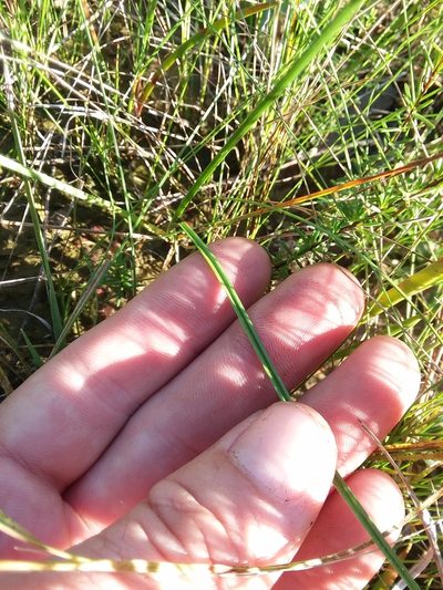 Rhynchospora macra, photographed by Will McFarland
