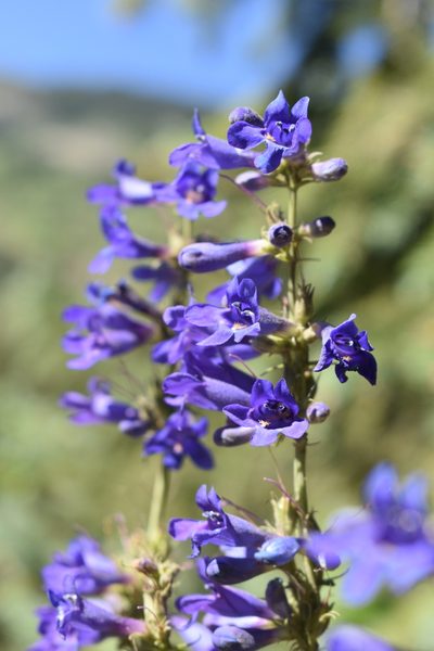 Penstemon mensarum, photographed by John Powers