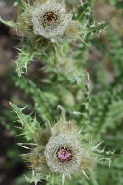 Cirsium griseum, photographed by John Powers