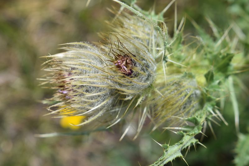 Cirsium griseum, photographed by John Powers
