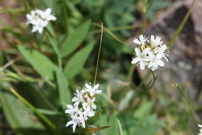 Eremogone congesta, photographed by John Powers