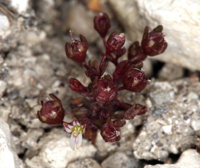 Nemacladus rigidus, photographed by Steve Matson