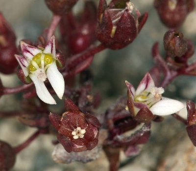 Nemacladus rigidus, photographed by Steve Matson