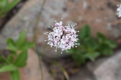 Valeriana capitata, photographed by John Powers