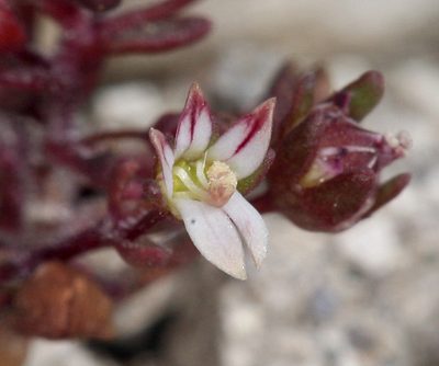 Nemacladus rigidus, photographed by Steve Matson