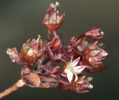 Nemacladus rigidus, photographed by Steve Matson