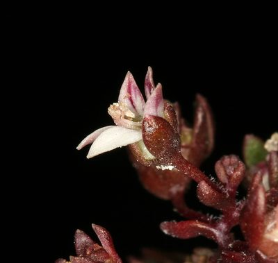 Nemacladus rigidus, photographed by Steve Matson