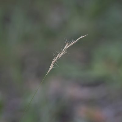 Rytidosperma racemosum, photographed by Kym Nicolson