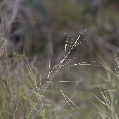 Austrostipa pubinodis, photographed by Kym Nicolson