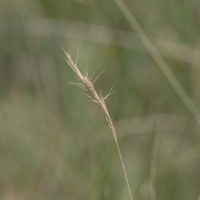 Rytidosperma racemosum, photographed by Kym Nicolson