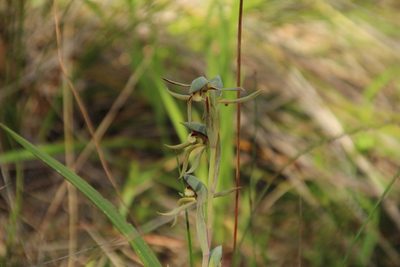 Lyperanthus serratus, photographed by Em Lamond