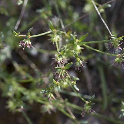 Opercularia varia, photographed by Kym Nicolson