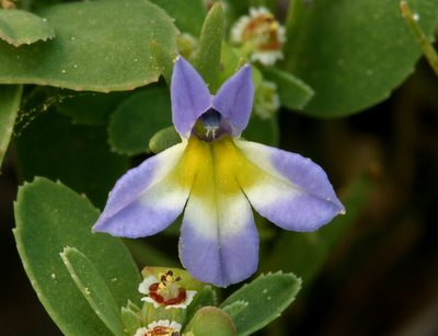 Porterella carnosula, photographed by Steve Matson