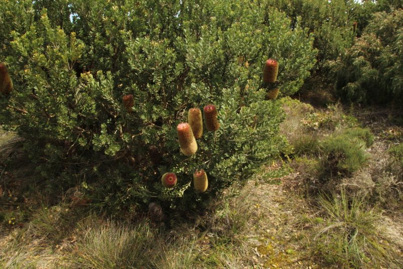 Banksia praemorsa, photographed by Em Lamond