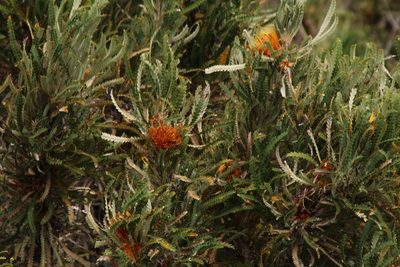 Banksia formosa, photographed by Em Lamond