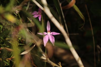 Caladenia latifolia, photographed by Em Lamond