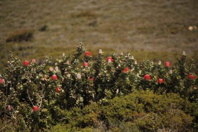 Banksia coccinea, photographed by Em Lamond