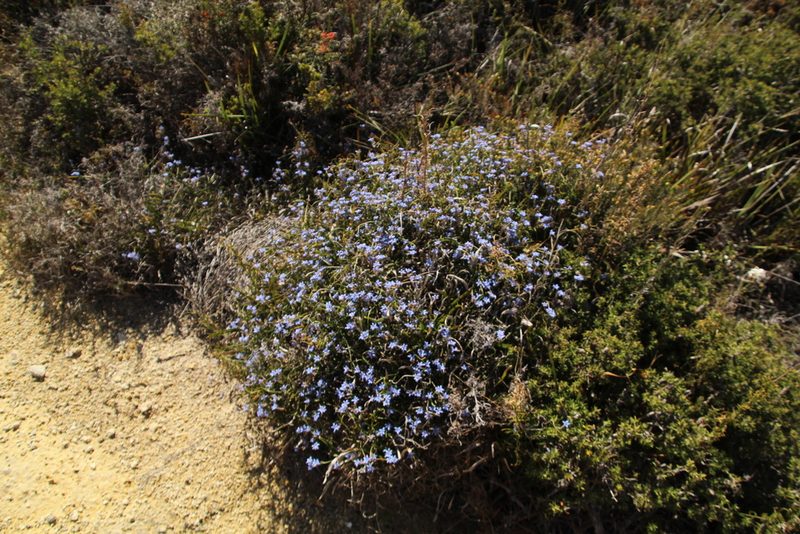 Conospermum caeruleum, photographed by Em Lamond
