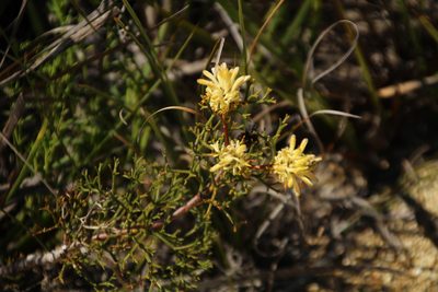 Petrophile rigida, photographed by Em Lamond