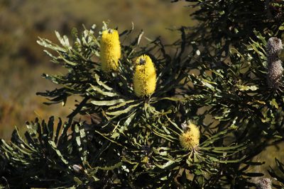 Banksia attenuata, photographed by Em Lamond