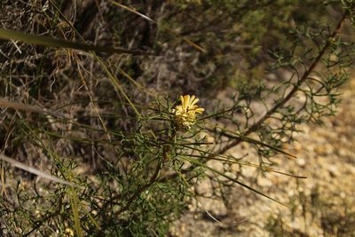 Petrophile rigida, photographed by Em Lamond