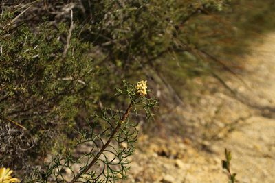 Petrophile rigida, photographed by Em Lamond