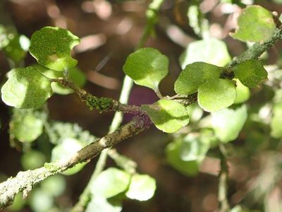 Melicytus micranthus, photographed by John Steel