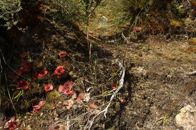 Drosera erythrorhiza, photographed by Em Lamond