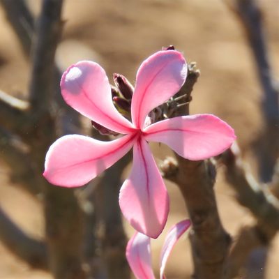 Pachypodium succulentum, photographed by Christiaan Viljoen