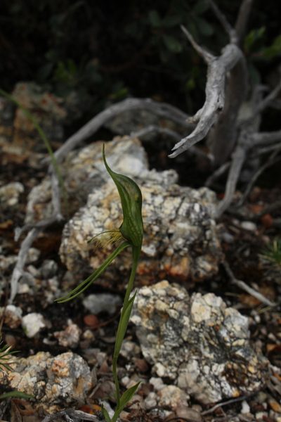 Pterostylis saxosa, photographed by Em Lamond