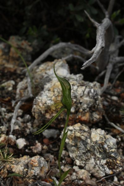 Pterostylis saxosa, photographed by Em Lamond