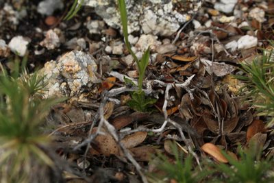 Pterostylis saxosa, photographed by Em Lamond
