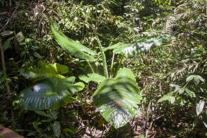 Alocasia robusta, photographed by dhfischer