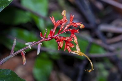 Globba atrosanguinea, photographed by dhfischer