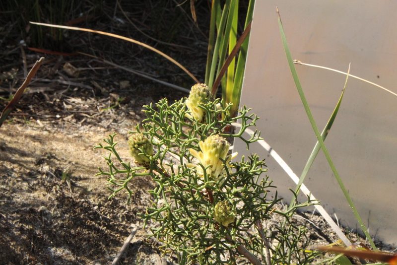 Petrophile rigida, photographed by Em Lamond