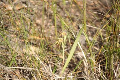 Lyperanthus serratus, photographed by Em Lamond