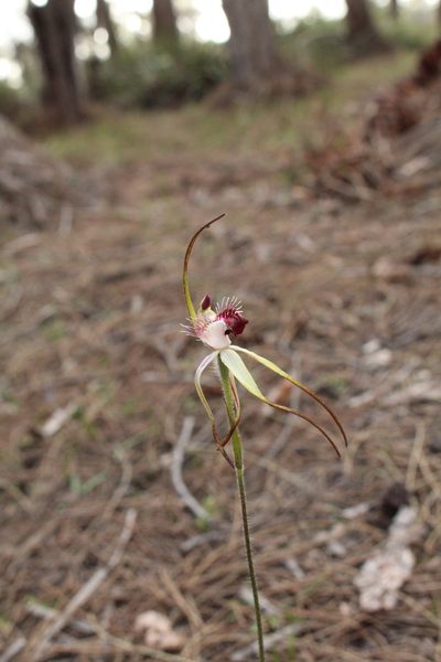 Caladenia heberleana, photographed by Em Lamond