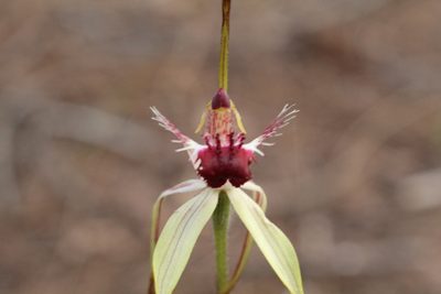 Caladenia heberleana, photographed by Em Lamond