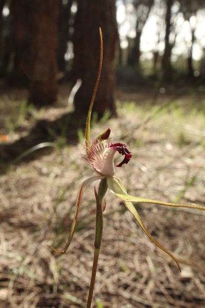 Caladenia heberleana, photographed by Em Lamond