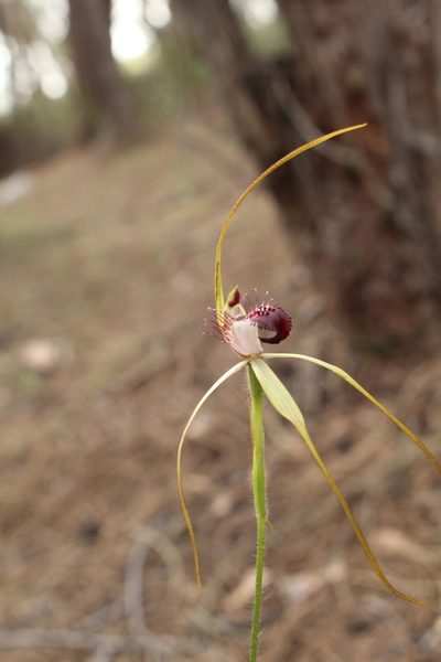 Caladenia heberleana, photographed by Em Lamond