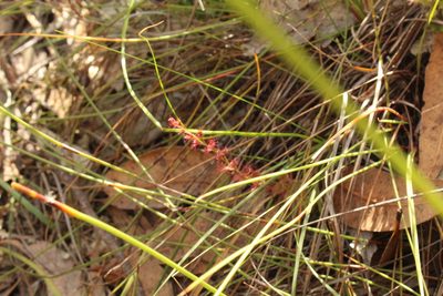 Drosera platypoda, photographed by Em Lamond