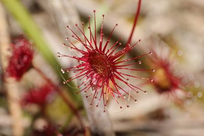 Drosera fimbriata, photographed by Em Lamond