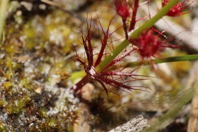 Drosera fimbriata, photographed by Em Lamond