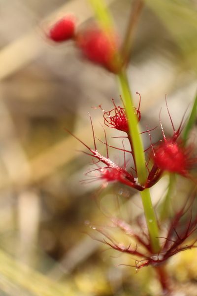 Drosera fimbriata, photographed by Em Lamond