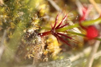Drosera fimbriata, photographed by Em Lamond